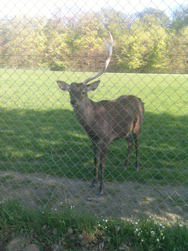 Das Bild zeigt einen Hirsch